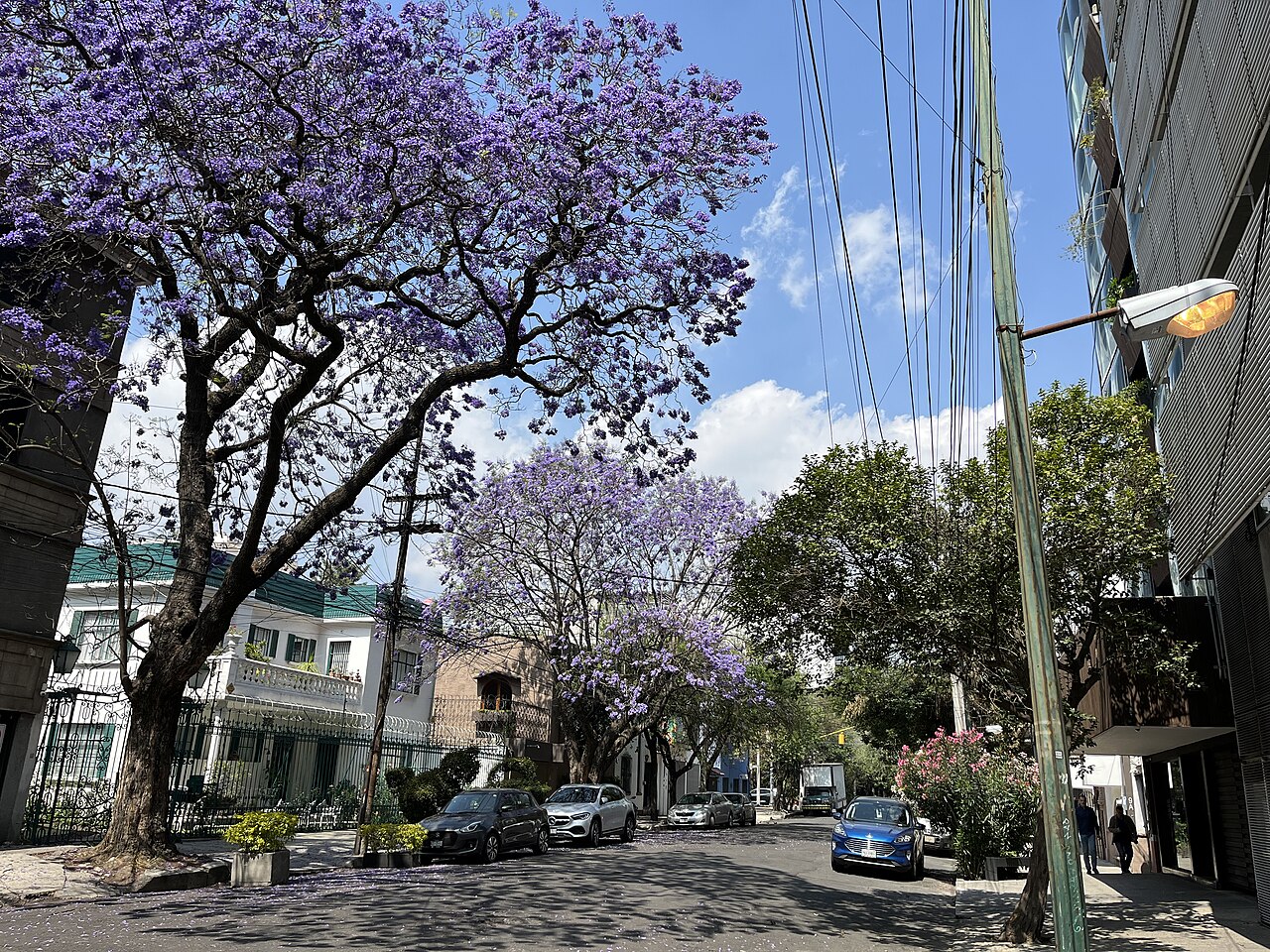 Jacaranda trees blooming in Mexico City